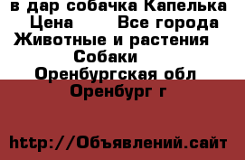 в дар собачка Капелька › Цена ­ 1 - Все города Животные и растения » Собаки   . Оренбургская обл.,Оренбург г.